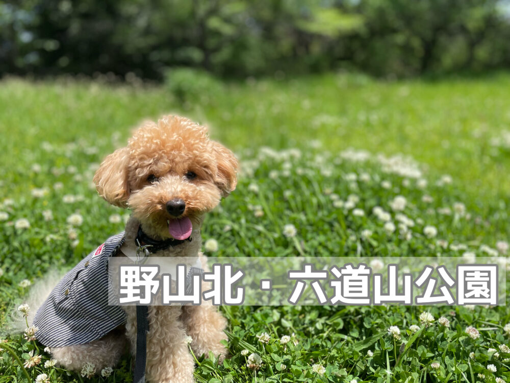 「野山北・六道山公園」で愛犬とゆったりハイキング